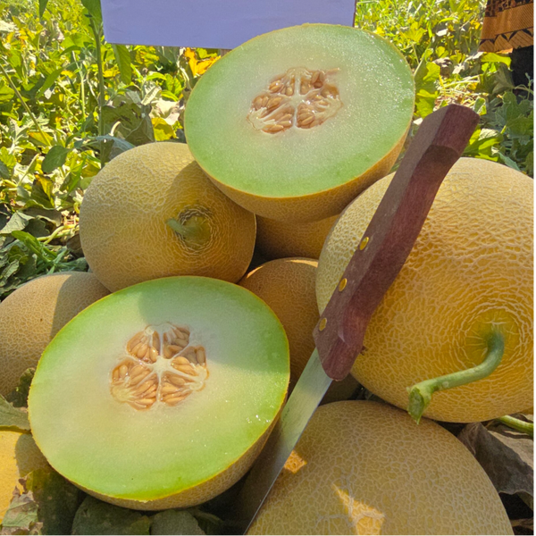 MELON N 34.F1