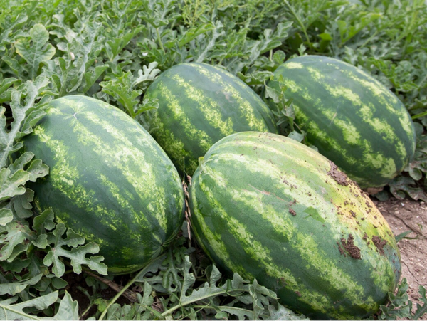 WATERMELON HYBRID N.3.4 F1