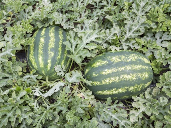 WATERMELON MANCHESTER F1