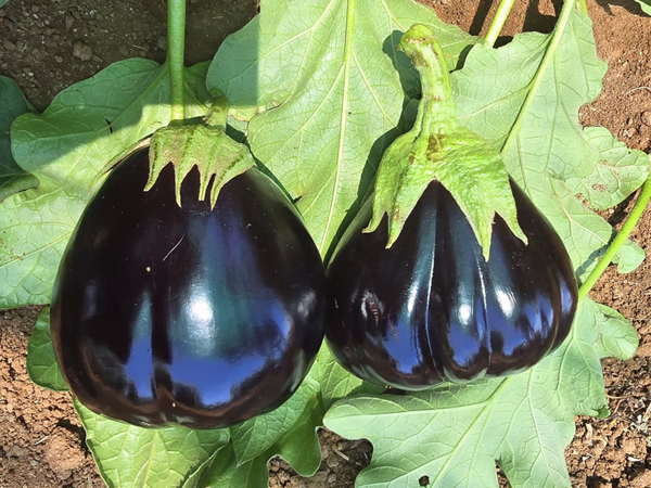 EGGPLANT ALMAS F1