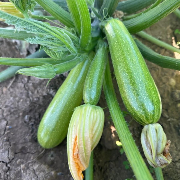 SQUASH RICKY F1