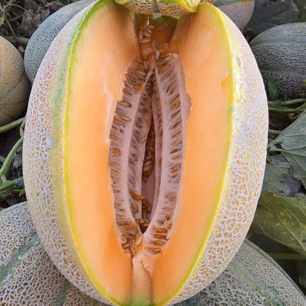 MELON ARMADA F1