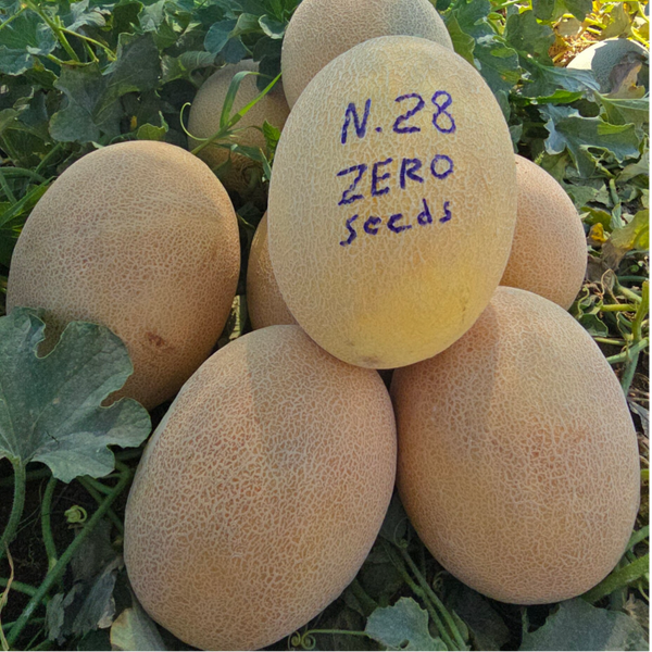MELON N.28 F1