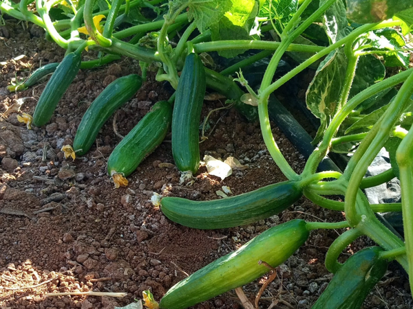 CUCUMBER MELA F1