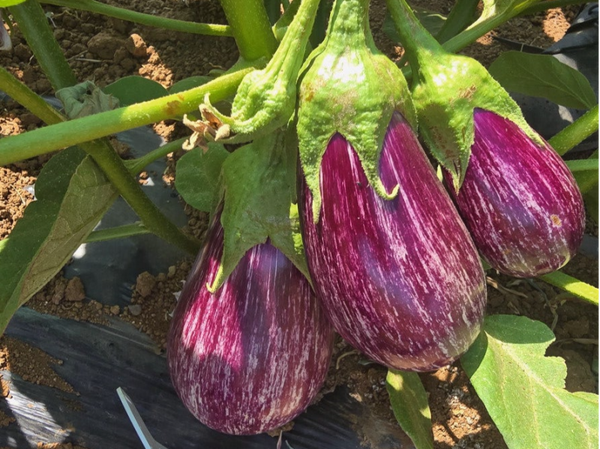EGGPLANT N.4 F1