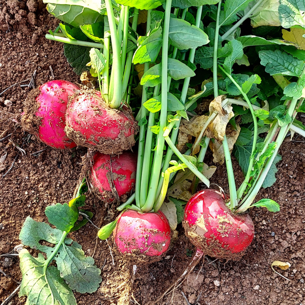 RADISH JUMBO