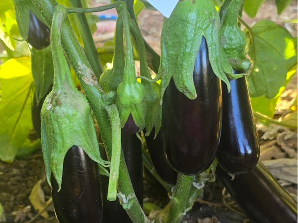 EGGPLANT N.10 F1