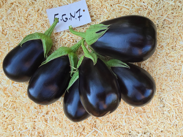 EGGPLANT N 7. F1