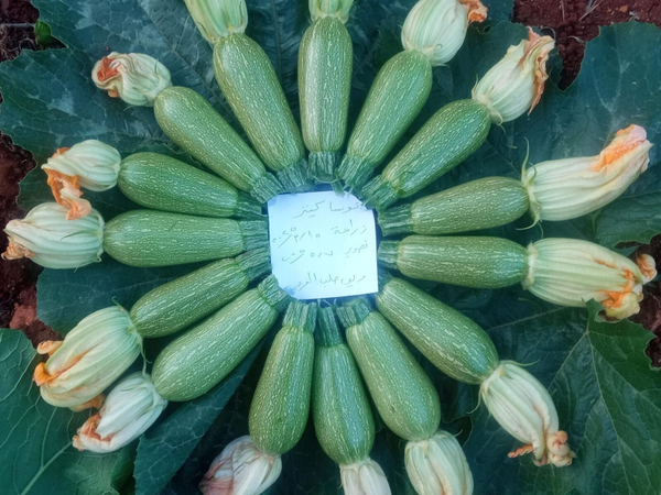 SQUASH KENZ F1