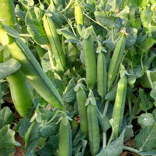 PEAS UTRILLU