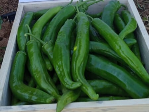 PEPPER N 2903