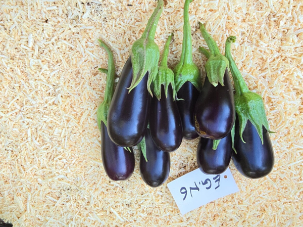 EGGPLANT N.6 F1