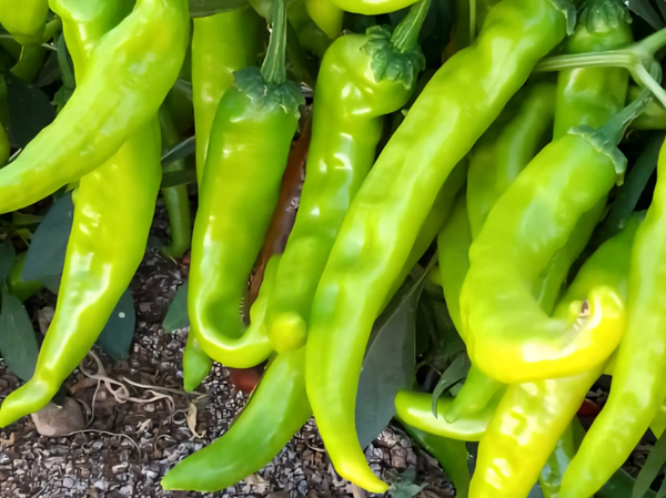 PEPPER N 48 F1