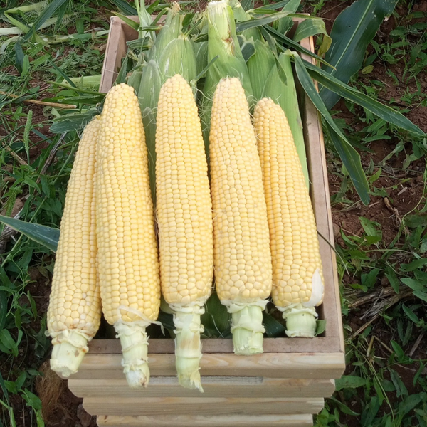 CORN N.113 F1