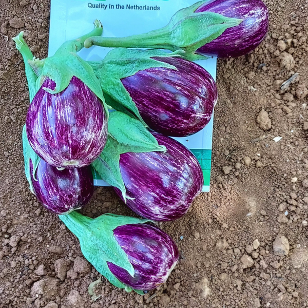 EGGPLANT PERYL F1