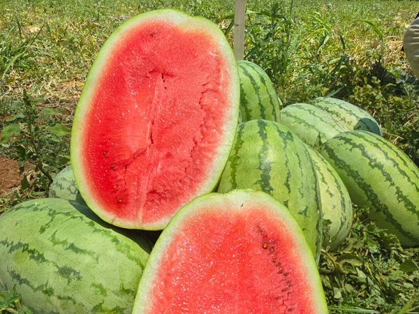 WATERMELON N.25 F1