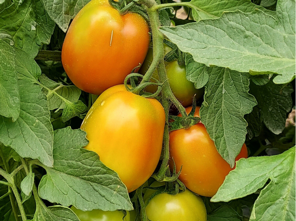 TOMATO OGARET F1