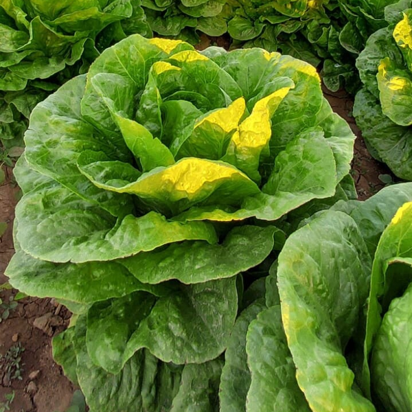 LETTUCE ZWAN