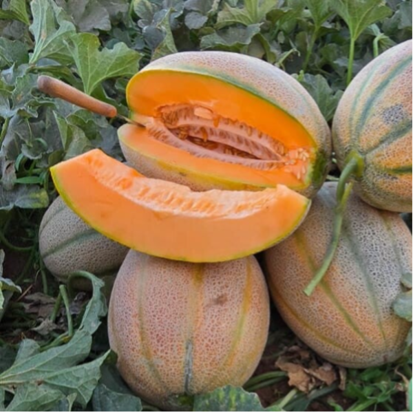 MELON MANGO F1