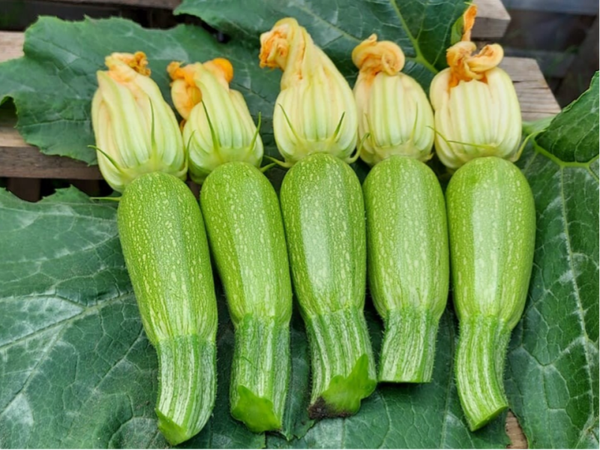 SQUASH ASHRAAK F1