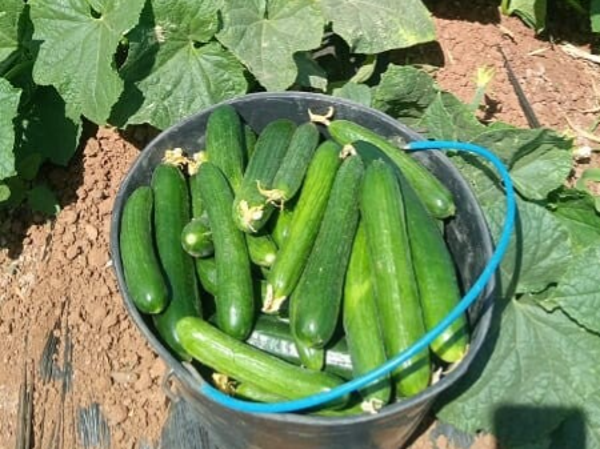 CUCUMBER AZEM F1