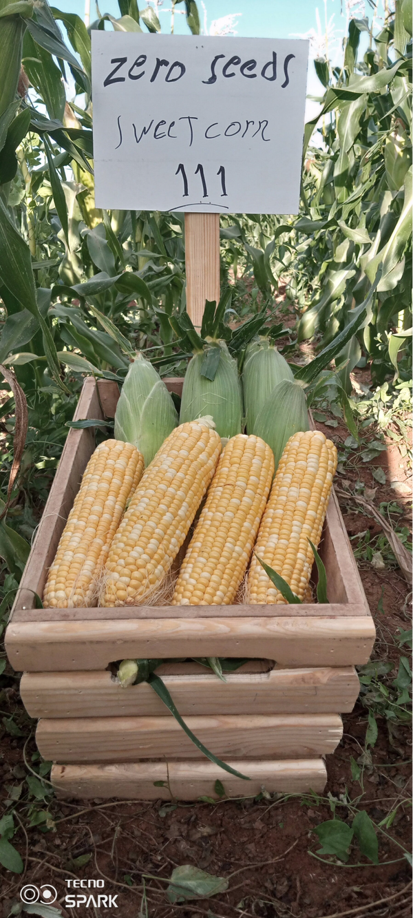 CORN N.111 F1