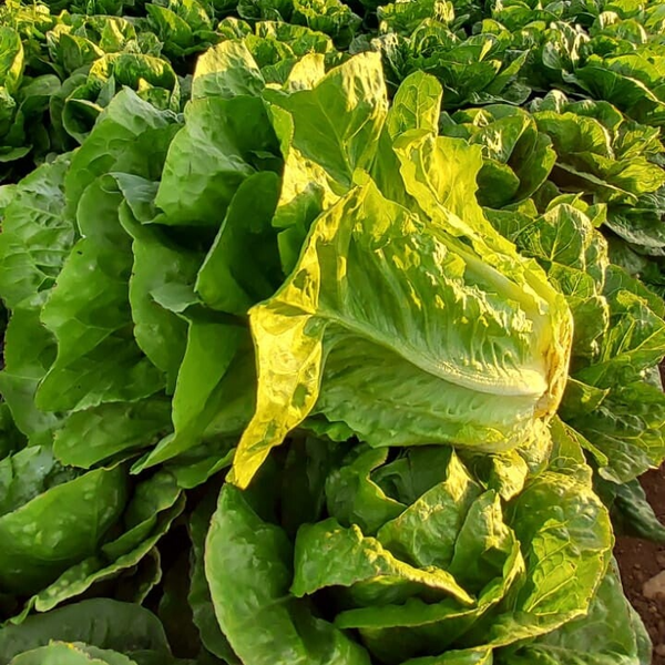 LUTTUCE