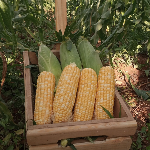 CORN N.111 F1