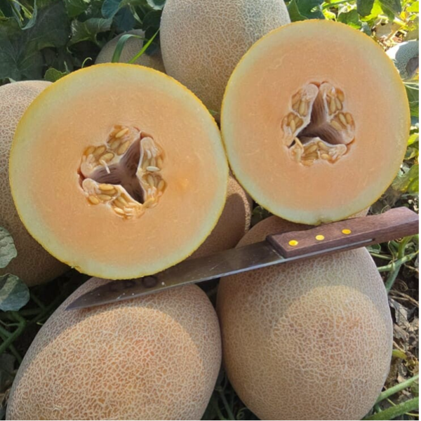 MELON SARIA F1