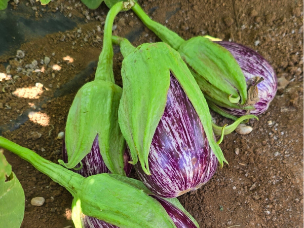 EGGPLANT DIOR F1