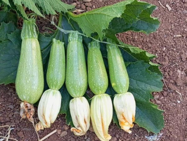 SQUASH TALA F1
