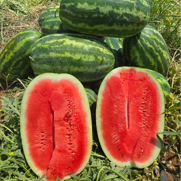 WATERMELON N.5.6 F1