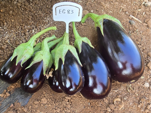 EGGPLANT N.83 F1