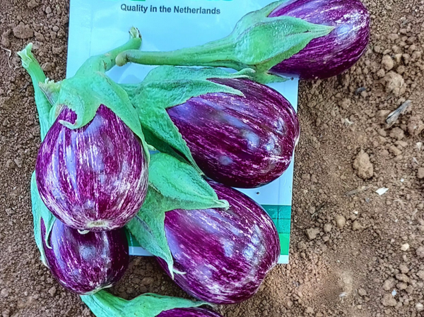 EGGPLANT PERYL F1