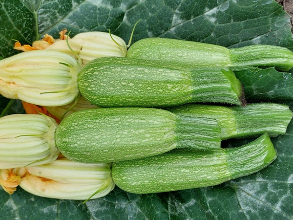 SQUASH JULYAN F1