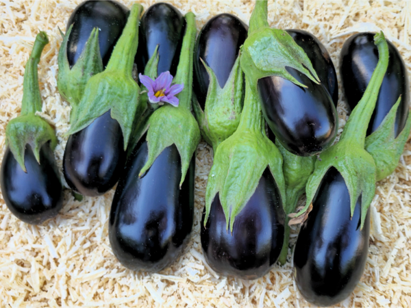 EGGPLANT CRYSTAL F1