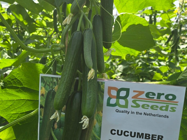 CUCUMBER MADAA F1