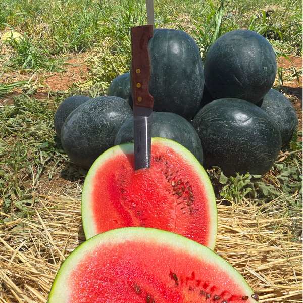 WATERMELON N11.12 F1