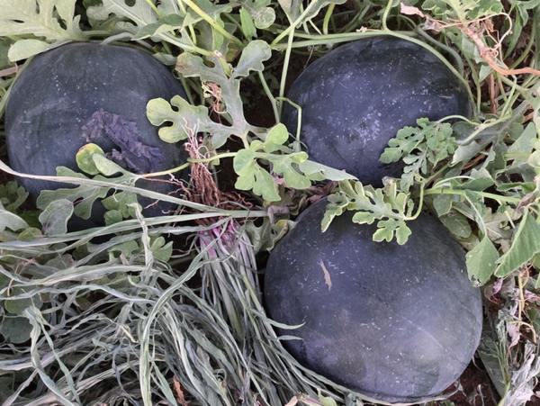 WATERMELON N,2020