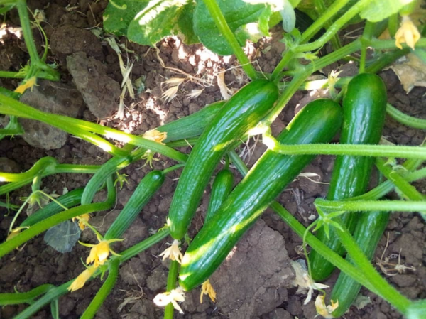 CUCUMBER GARAM F1