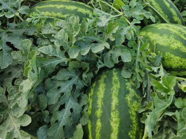 WATERMELON -N.15.16 F1