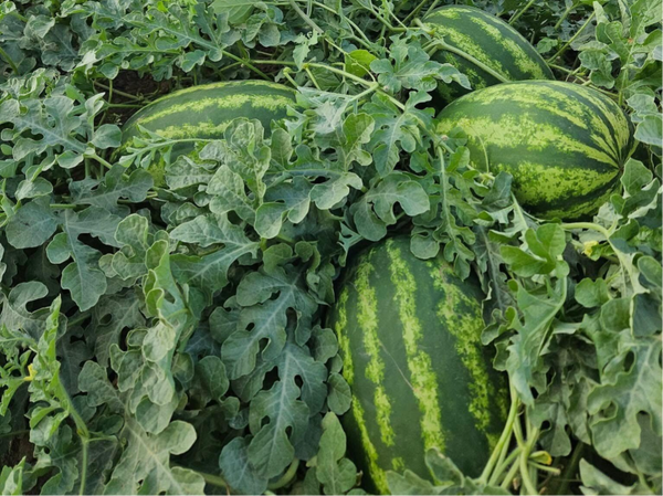 WATERMELON HYBRID N.15.16 F1