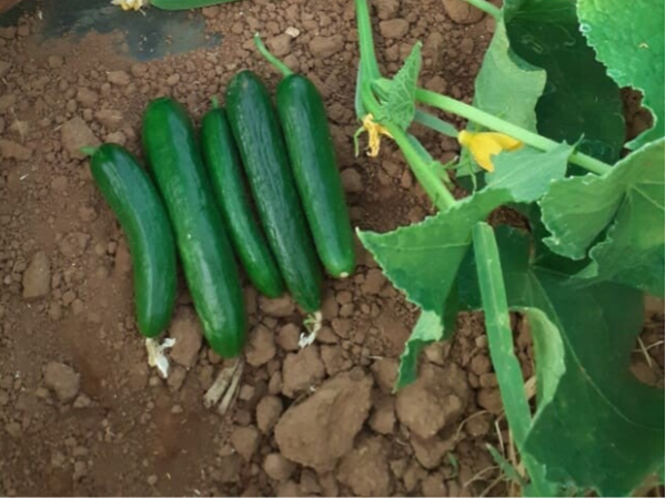 CUCUMBER SHATER F1