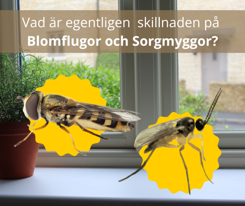 Blomflugor - Nemablom tar bort dem