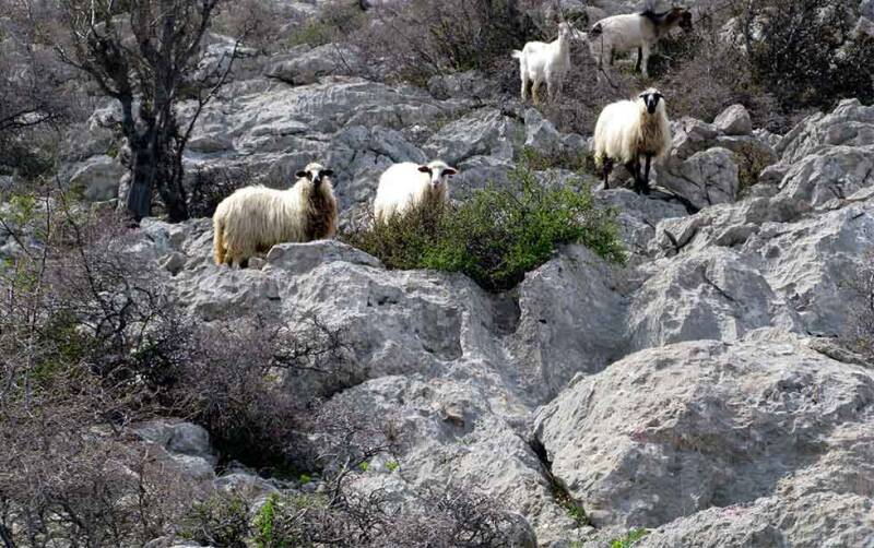 shepherd tour dalmatian bukovica pramenka sheep karst terrain jakovina travel