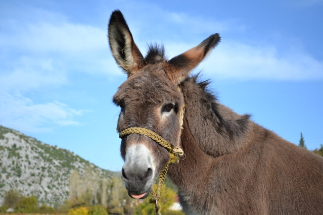 dalmatian donkey bukovica rural heritage tourism croatia jakovina travel