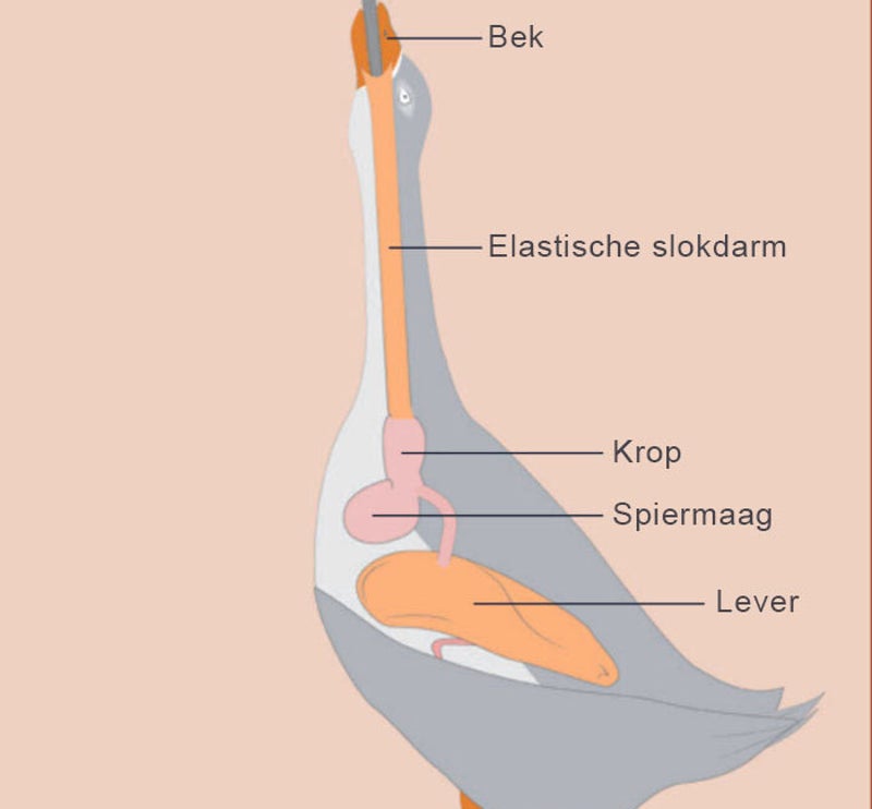 dwangvoeden Foie Gras