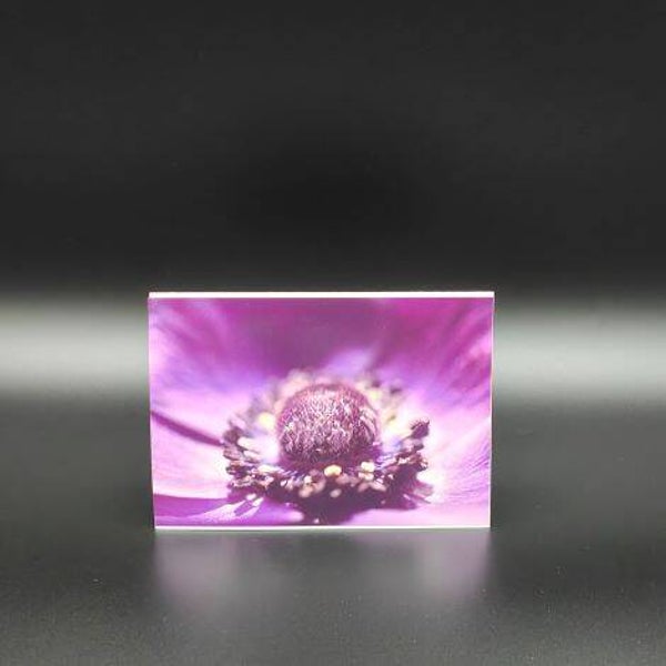 nicht geladen - Fotokarten - Blume Purpurtraum