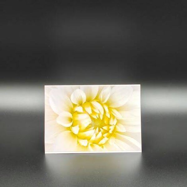 nicht geladen - Fotokarten - Blume