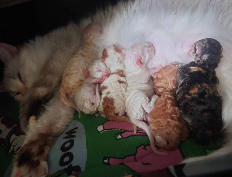 Laperm kull - X kullen född 2025 08 11 - SE* Well Borns i Falköping